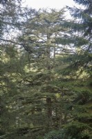 View in pinetum to Cedrus libani - cedar of Lebanon - autumn.