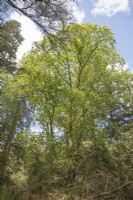 Quercus rubra - red oak- spring. Champion tree. 