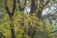 Quercus rubra - red Oak, early autumn. Champion tree. 