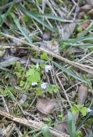 Oxalis acetosella - wood sorrel - spring. Ancient woodland indicator.