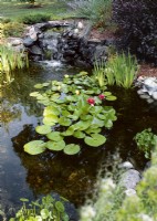 Pond with waterlilies, summer August