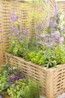 Woven oak trough container planted with herbs including Borage, Sage, Sorrel, Fennel, Lavender and Alchemilla mollis. 
