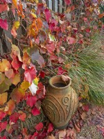 Decorative terra cotta urn and autumn leaves of Vitis coignetiae - Crimson Glory Vine 