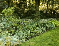 Shadow Garden with Hosta, Pulmonaria and Alchemilla mollis, summer July