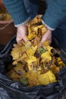 Man collecting autumn leaves for making leaf compost