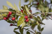 Crataegus x lavallei 'Carrierei' - Hybrid cockspur thorn berries