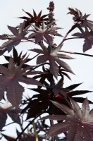 Ricinus communis 'New Zealand Black' - Castor oil plant
