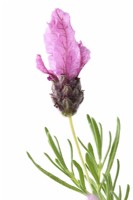 Lavandula stoechas  Javelin Forte Deep Rose  'Labz0006'  French lavender  Javelin Forte Series  May