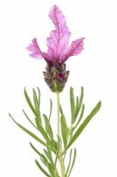Lavandula stoechas  Javelin Forte Deep Rose  'Labz0006'  French lavender  Javelin Forte Series  May