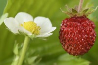 Fragaria vesca  'Alexandra'  Alpine strawberry fruit and flower  May
