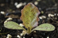 Lactuca sativa  'Red Velvet'  Lettuce seedlings  May
