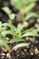 Tagetes patula  'Brocade mixed'  French marigold seedlings  May
