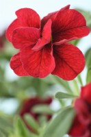 Calibrachoa  Can-can Double Red  Can-can Series  May