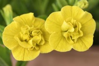 Calibrachoa  Can-can Double Dark Yellow  Can-can Series  June
