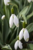 Galanthus elwesii 'Jessica' - snowdrops - February