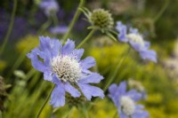 Scabiosa caucasica - Caucasian pincushion flower - July