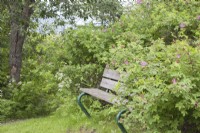 Wooden bench in north-Norwegian traditional garden. Midsummer.
Scented Rosa pendulina 'Harstad'.