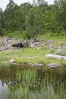 Small pond below woodland with waterfall. Rocky surround. Bog plants and marginals. Reflections. Midsummer.