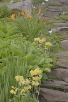 Steep, stone steps along a hillside path bordered by yellow Primula and Hemerocallis minor. Midsummer.