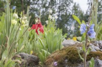 A Meconopsis collection flowering at midsummer within the Arctic Circle at sea-level.  

Blue Meconopsis racemosa syn. Meconopsis horridula var. racemosa.  Red Meconopsis punicea. Yellow Meconopsis integrifolia. Blue Meconopsis grandis.  