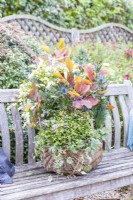 Wicker basket containing Cotinus -Smoke Bush 'Grace', Eryngium, Symphoricarpos - Magical Galaxy 'Kolmgala', Ivy, and Ceratostigma 'Forest Blue' on a wooden bench