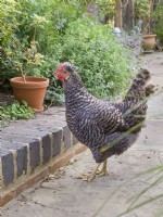 Legbar cross chicken in garden