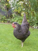 Legbar cross chicken on garden lawn