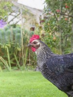 Magpie chicken in garden