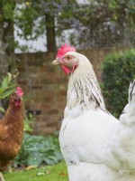 White Sussex hen in garden