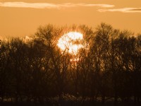 Sunset behind winter trees
