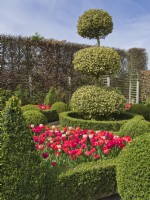 Tulipa Pink and red blends mixed in parterre garden with clipped Ilex aquifolium 'Golden King'