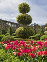 Tulipa Pink and red blends mixed in parterre garden with clipped Ilex aquifolium 'Golden King'