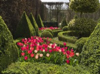Tulipa Pink and red blends mixed in parterre garden with clipped box hedging
