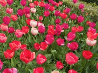 Tulipa Pink and red blends