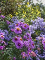 Symphyotrichum novae angliae 'Lye End Beauty' 'with Symphyotrichum Little Carlow' and Helianthus annuus 'Lemon Queen' at back of border