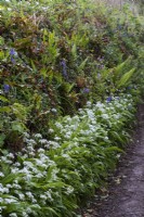 Allium ursinum, Wild Garlic on path through woodland