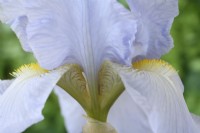 Iris  'Jane Phillips'  Tall bearded iris  May
