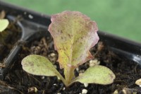 Lactuca sativa  'Red Velvet'  Lettuce seedlings in plastic tray  May
