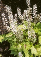 Tiarella cordifolia, spring May