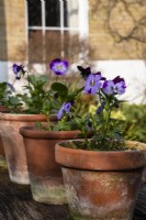 Violas in old terracotta pots on a wooden table