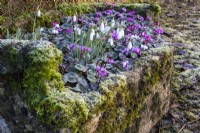 Frost on snowdrops and Cylcamen coum in a mossy stone trough