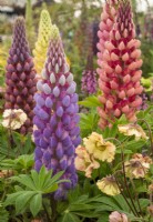 Lupins and Geum 'Petticoats Peach' on WS Lockyer display RHS Malvern Spring Festival May 2022