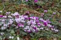 Naturalised Cyclamen coum - February