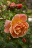 Rosa 'Peach Melba'; Rose of the Year 2023 Breeder Kordes Rosen - June