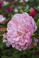 Rosa 'Anne Boleyn' 'Ausecret' PBR  - English shrub rose - July