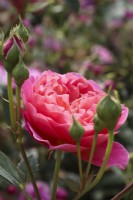 Rosa 'Boscobel' - Auscousin - English shrub rose - July