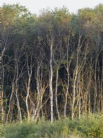 Betula pendula Silver birch copse - Norfolk UK