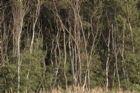 Betula pendula Silver birch copse - Norfolk UK
