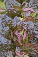 Late transplanted lettuce Lactuca 'Red Romaine' still growing in October