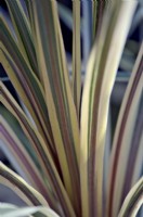 Cordyline australis 'Torbay Dazzler' - cabbage palm